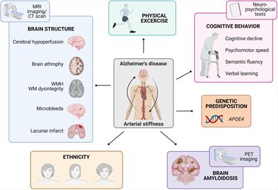 Inflammation, Nitro-Oxidative Stress, Impaired Autophagy, and Insulin Resistance as a Mechanistic Convergence Between Arterial Stiffness and Alzheimer’s Disease